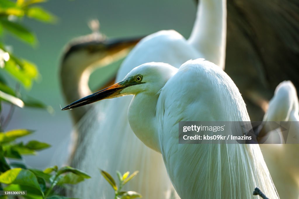 Intermediate Egret