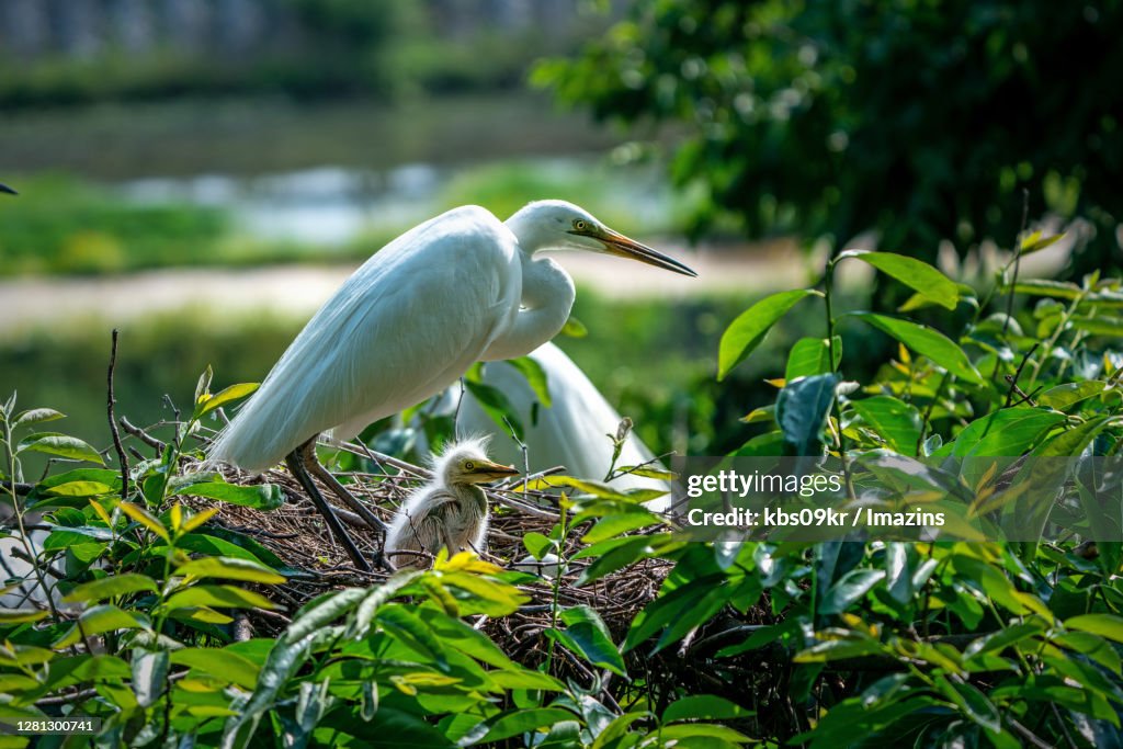 Egret Family