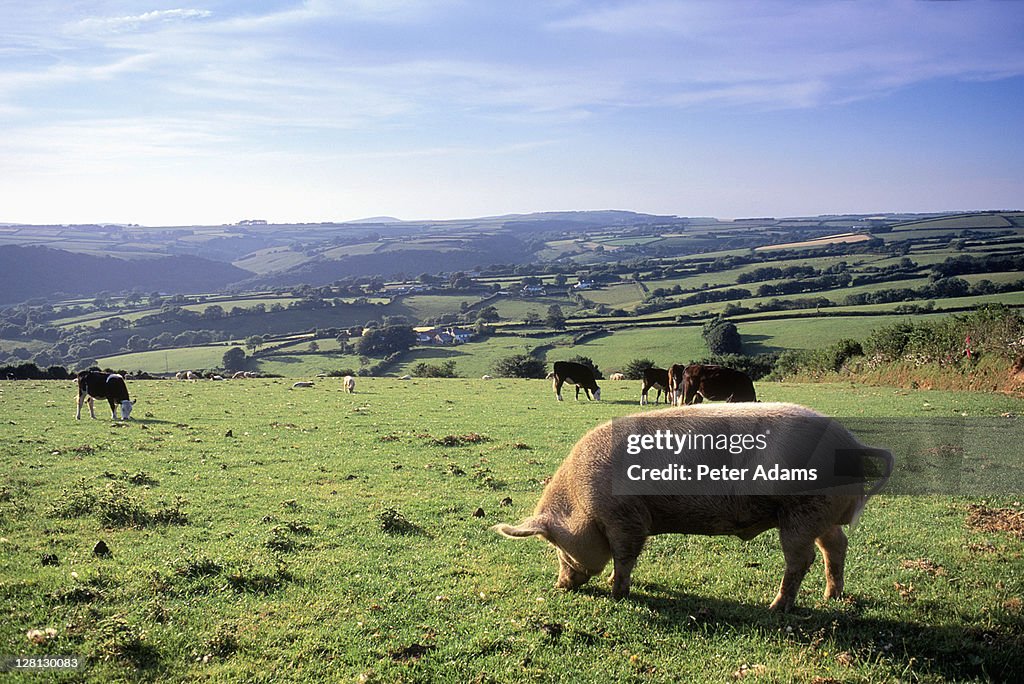 Pig eating grass