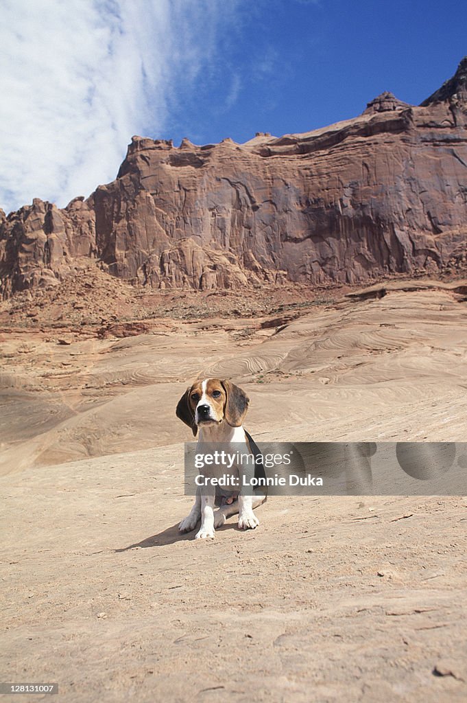 Beagle puppy sitting on dirt road