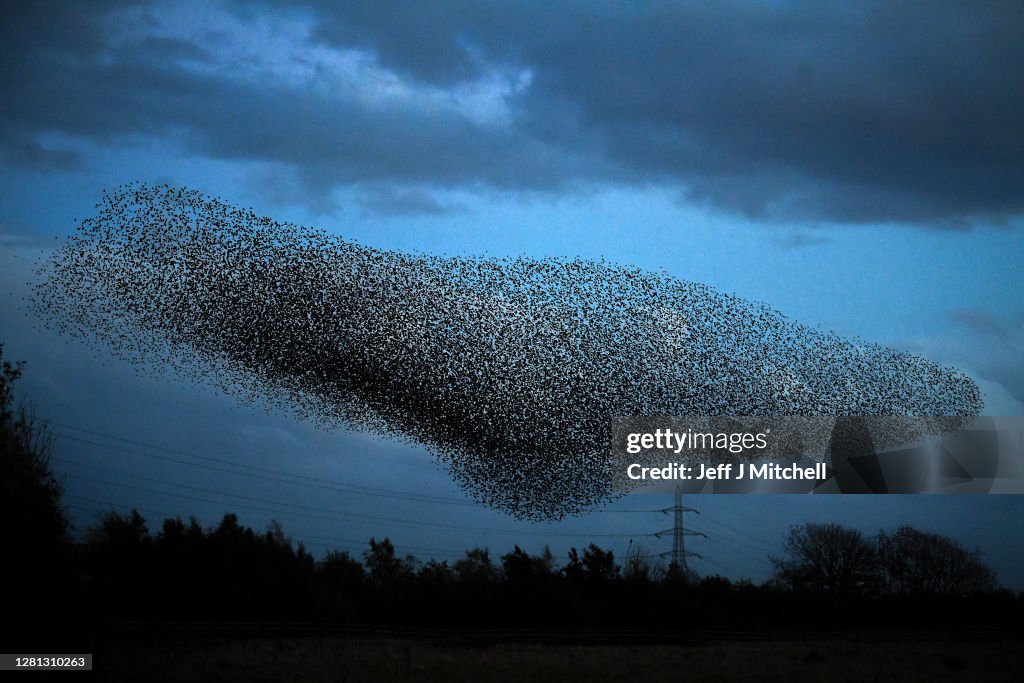 Starling Murmuration At Gretna