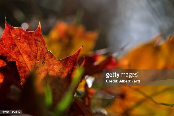 buntes herbstlaub - herbstlaub stock pictures, royalty-free photos & images