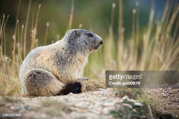 marmota de los alpes - woodchuck fotografías e imágenes de stock