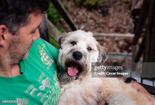 close up of a wheaten terrier dog on the lap of it's male owner. - soft coated wheaten terrier bildbanksfoton och bilder