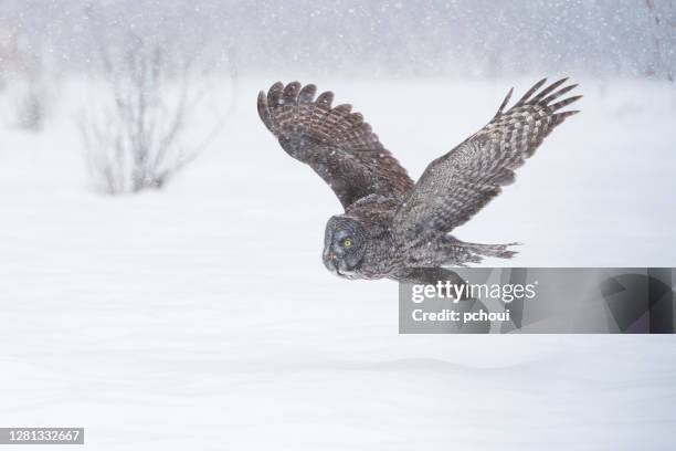 grote grijze uil tijdens de vlucht - laplanduil stockfoto's en -beelden