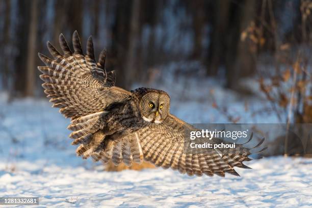 Vorlage: 2,244 カラフトフクロウ Stock Photos, High-Res Pictures, and Images - Getty Images 2,244 カラフトフクロウ Stock Photos, High-Res Pictures, and Images - Getty Images Motiv