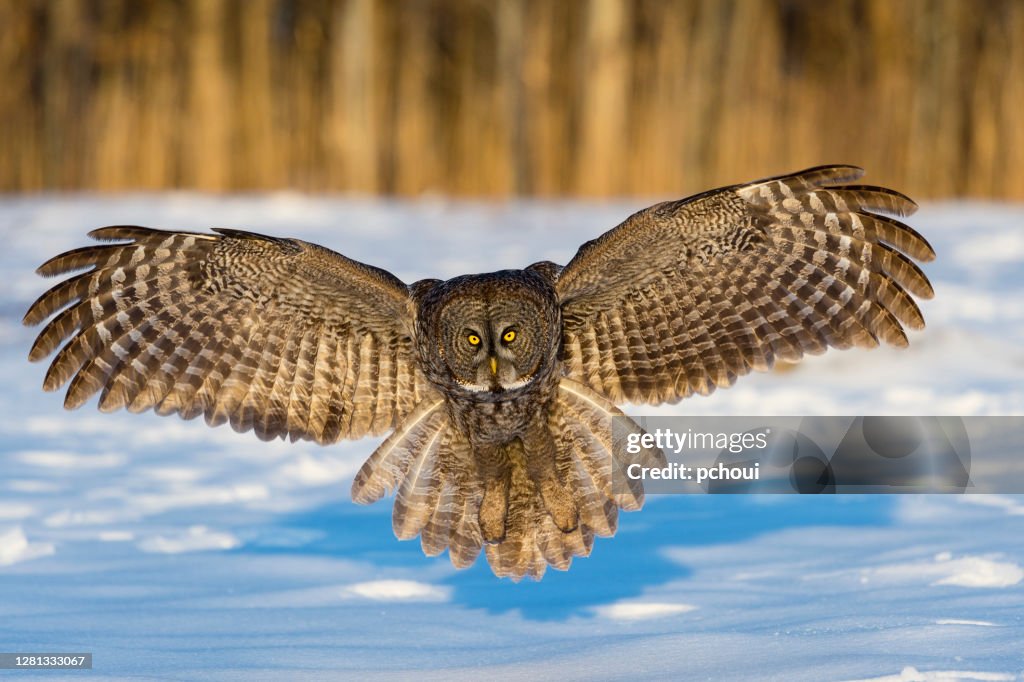 Stor gråuggla i flykten