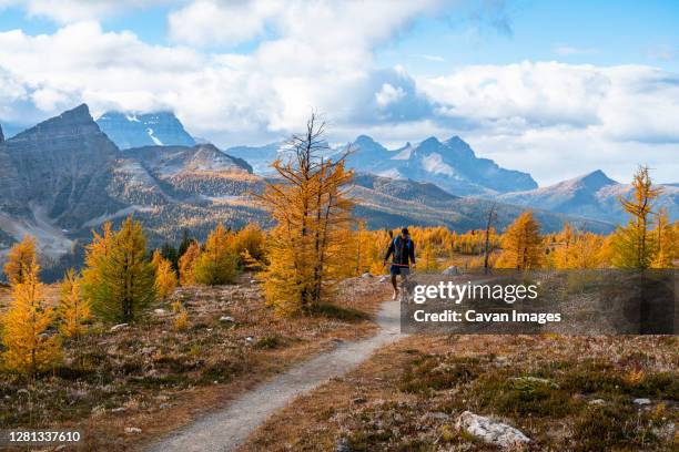 walking dog from egypt lakes to healey pass in banff national park - canada rockies fotografías e imágenes de stock