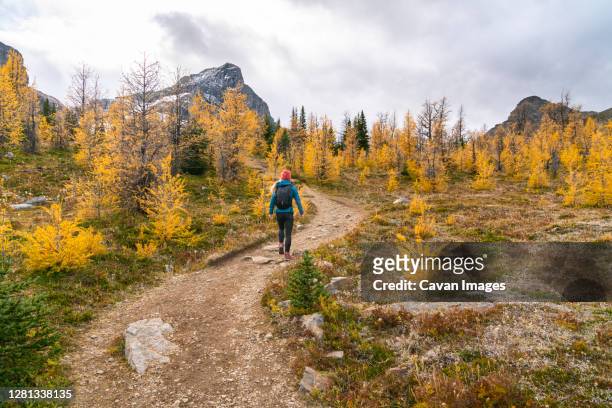 female hiker walking through paradise valley and golden larches - lake louise ストックフォトと画像