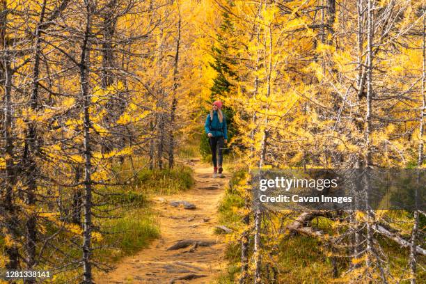 hiking through larches during autumn in the canadian rockies - lake louise ストックフォトと画像