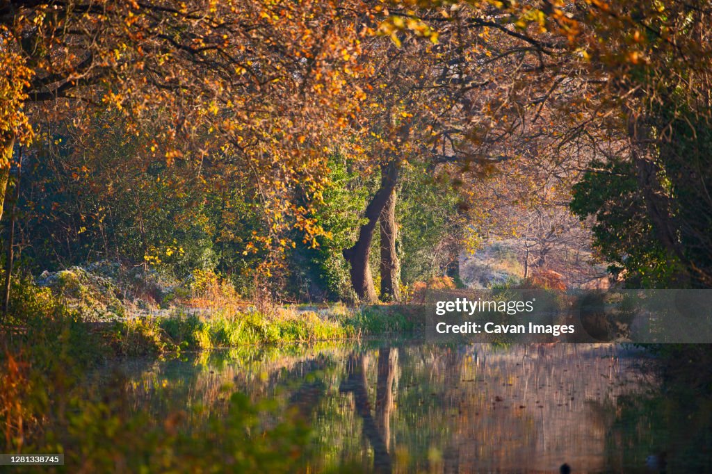 The still Basingstoke canal during autumn