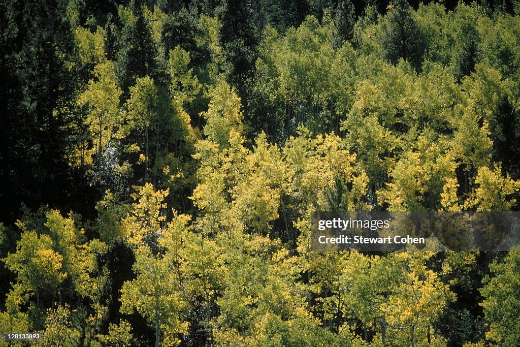 Forest shot from above Aspen, CO