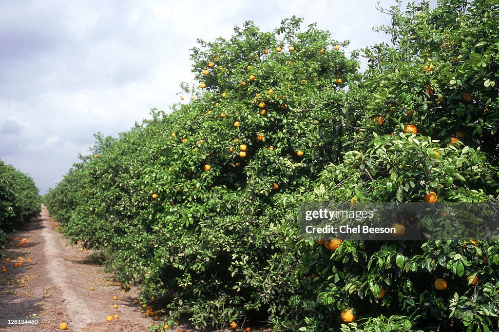 Texas, Orange groves