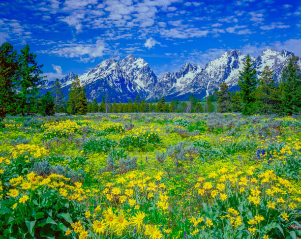 spring wildflowers grand teton national park - spring landscape stock pictures, royalty-free photos & images
