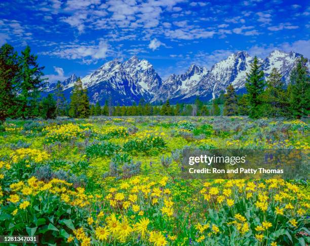 parque nacional spring wildflowers grand teton - grand teton national park - fotografias e filmes do acervo