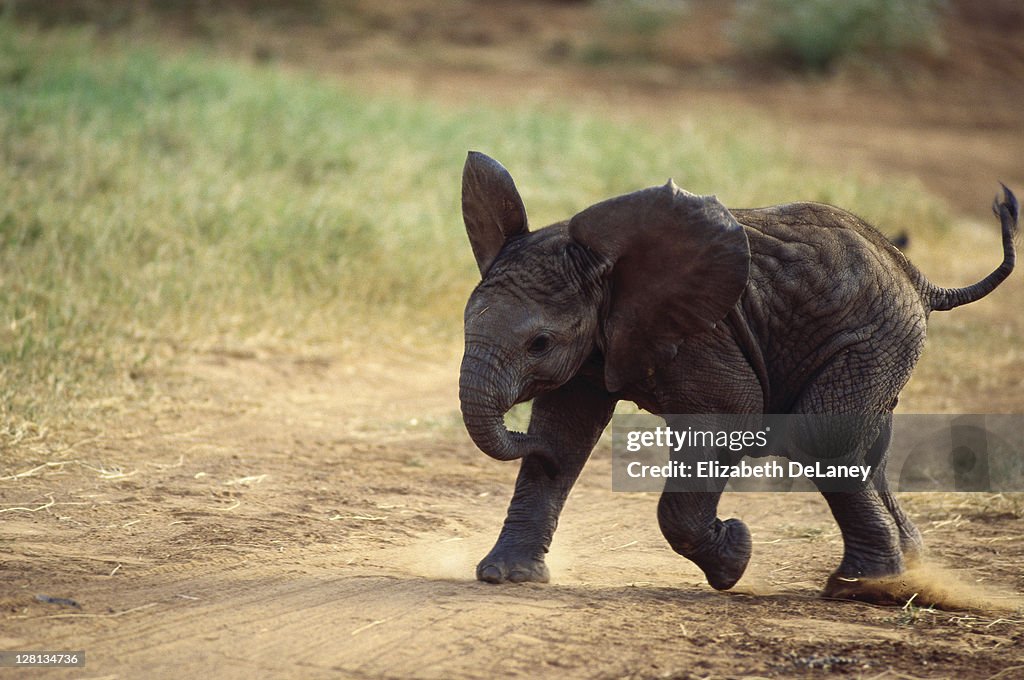 Three month old elephant, Serengeti NP, Tanzania