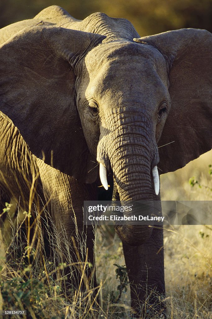 Elephant, East Africa