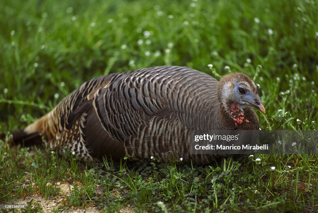 Turkey on the grass