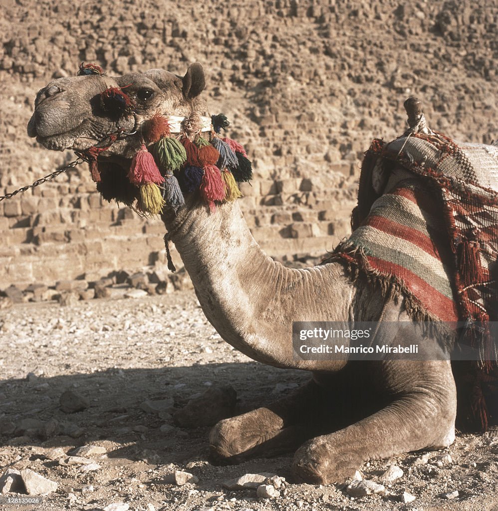 Camel, Giza, Egypt