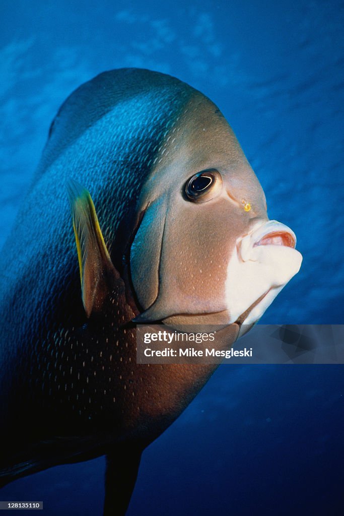 UNDER057 Gray angelfish, close-up