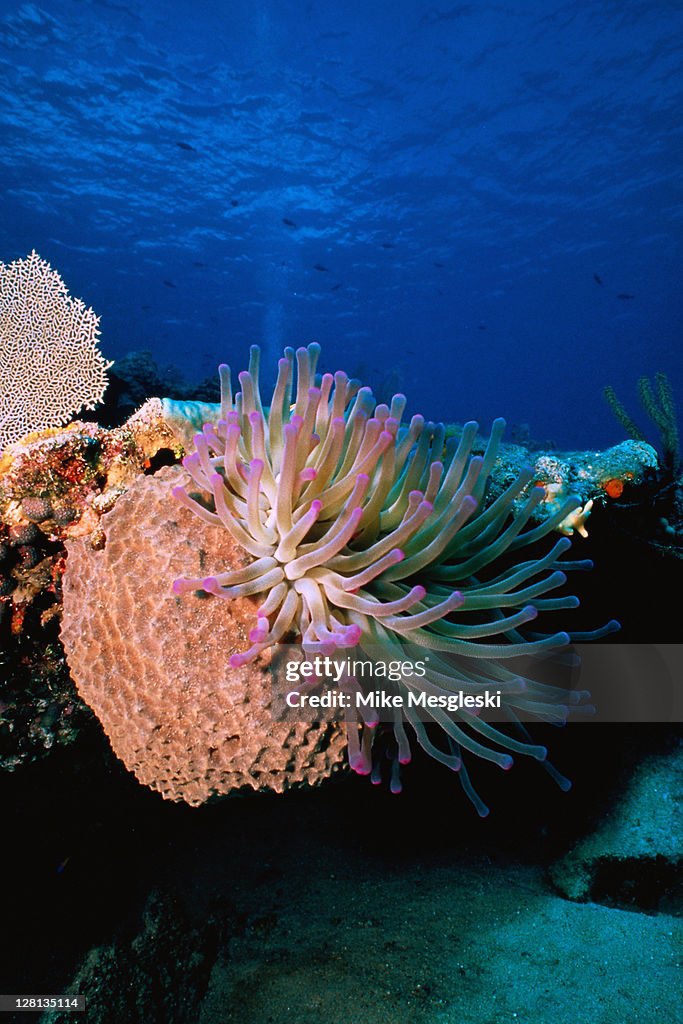 UNDER059 Pink tipped anemone and coral