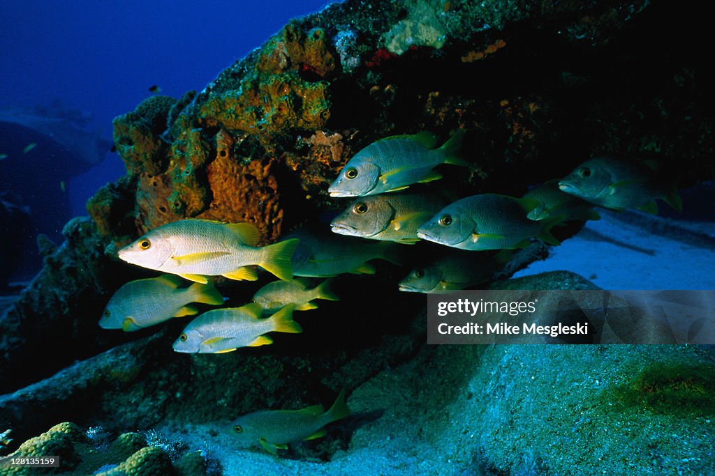 UNDER095 Dog snappers near Balboa wreck, Cayman Is