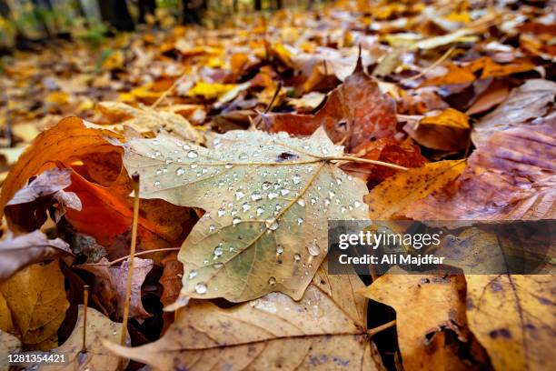water drops - november weather stock pictures, royalty-free photos & images