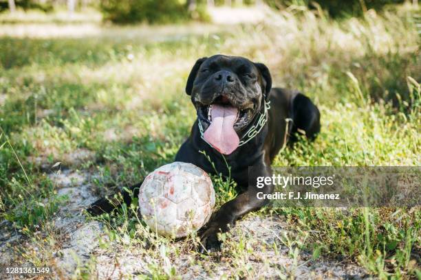 portrait of cute adult black pet dog lying on grass with ball after game - the big friendly giant film 2016 stock-fotos und bilder