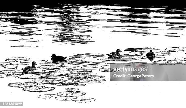 ducks swimming on lake - water bird stock illustrations