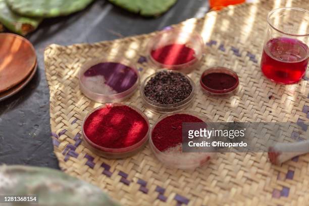 cochineal grana dactylopius coccus a pigment for color - dye imagens e fotografias de stock