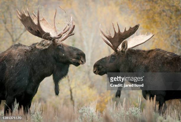 two bull moose square off - bull moose stock pictures, royalty-free photos & images