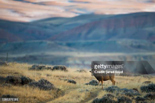 mule deer buck with painted desert - ciervo mulo fotografías e imágenes de stock