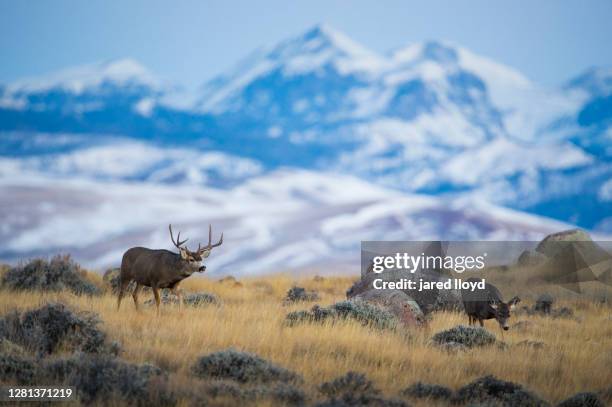 mule deer and snow capped mountains - ciervo mulo fotografías e imágenes de stock