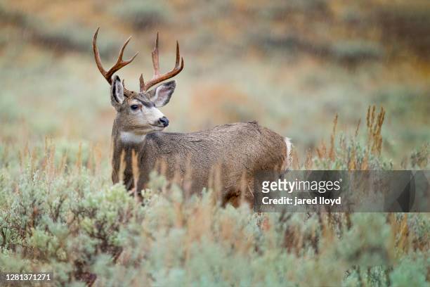 mule deer buck in sagebrush - ciervo mulo fotografías e imágenes de stock