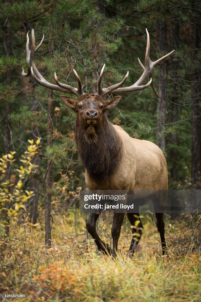 Very Large Elk In Forest High-Res Stock Photo - Getty Images