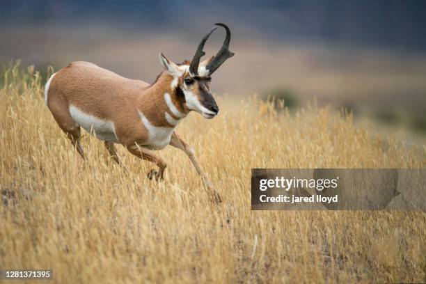 pronghorn buck running - pronghorn antelope run stock pictures, royalty-free photos & images