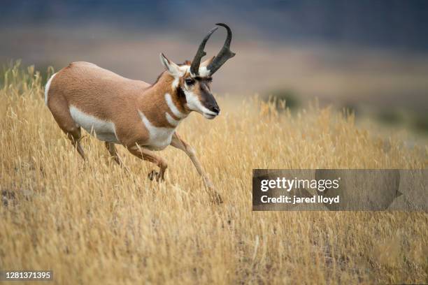 pronghorn buck running - pronghorn stock pictures, royalty-free photos & images