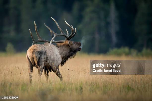 a very large bull elk bugling - bugle stockfoto's en -beelden