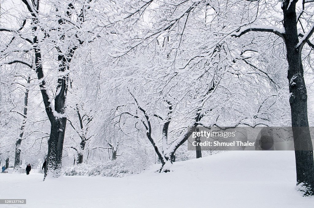 Central Park covered in snow, NYC