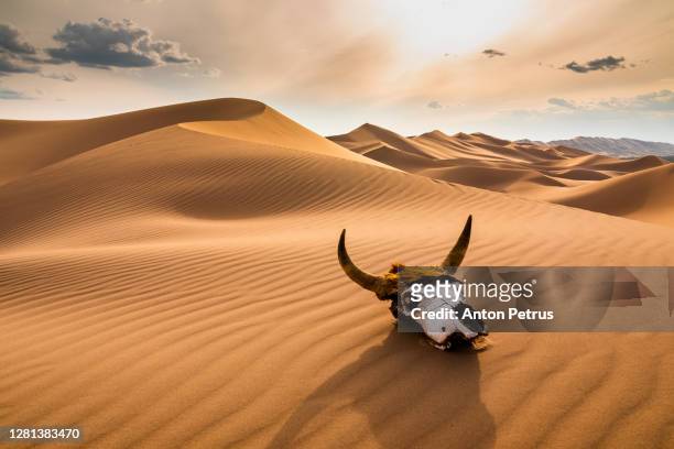 254 Animal Skull Desert Photos and Premium High Res Pictures - Getty Images