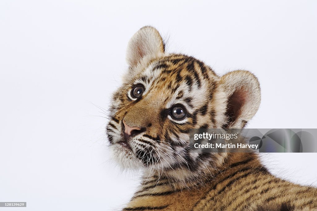 Studio portrait of a two month old Tiger cub, Panthera tigris. Dist. Asia but extinct in much of its range. (PR: Property Released)