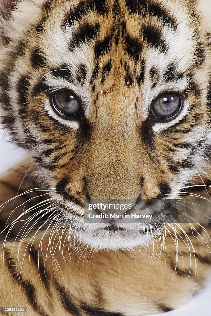 Closeup studio portrait of two month old Tiger cub, Panthera tigris. Dist. Asia but extinct in much of its range. (PR: Property Released)