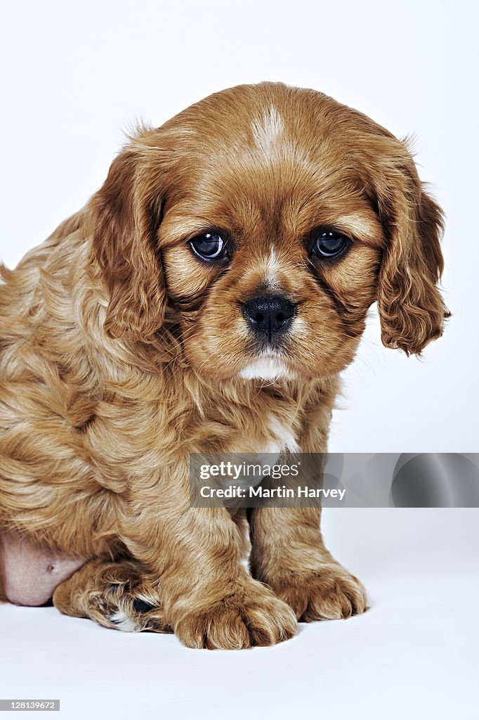 Cavalier King Charles Spaniel. Toy dog breed named after King Charles I, which had these dogs as pets for his children. Studio shot against a white background. Owned by Tara McClinton of South Africa.