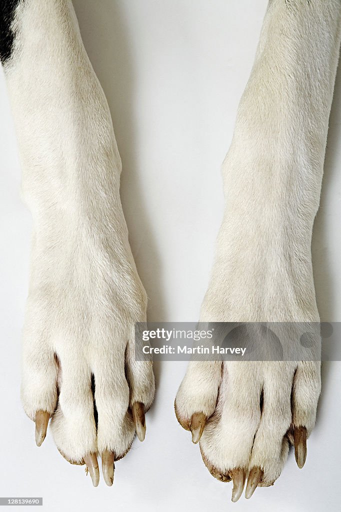 Harlequin Great Dane. Close up of front paws. Studio shot against white background. Owned by Liza Fenton. South Africa.