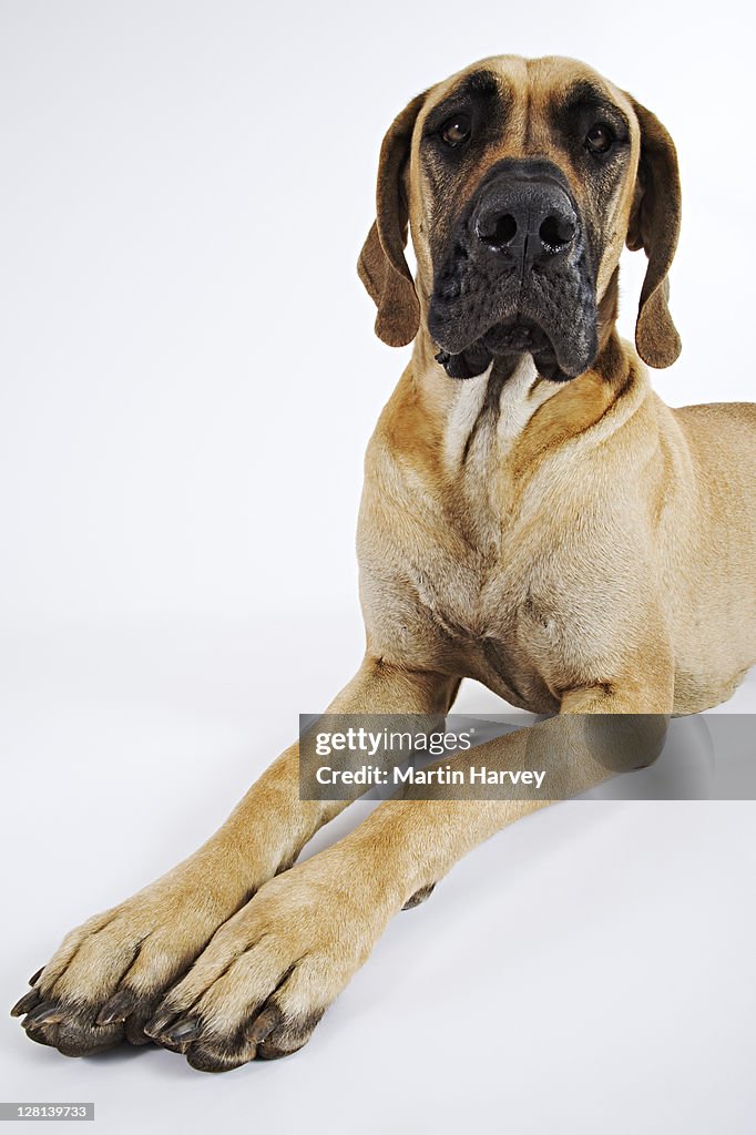Great Dane. Studio shot against white background. Owned by Fairmoor Great Danes of South Africa. The Great Dane is spirited, courageous, always friendly and dependable, and never timid or aggressive.