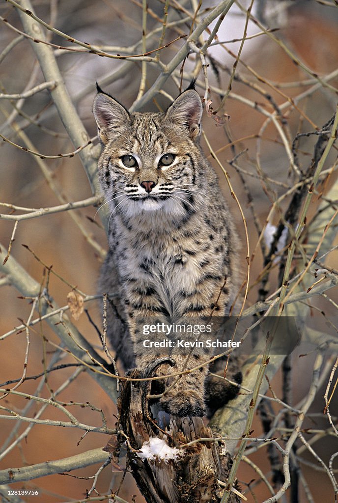 Bobcat, Lynx rufus, sitting in tree, Uinta National Forest, Utah, USA (SI)