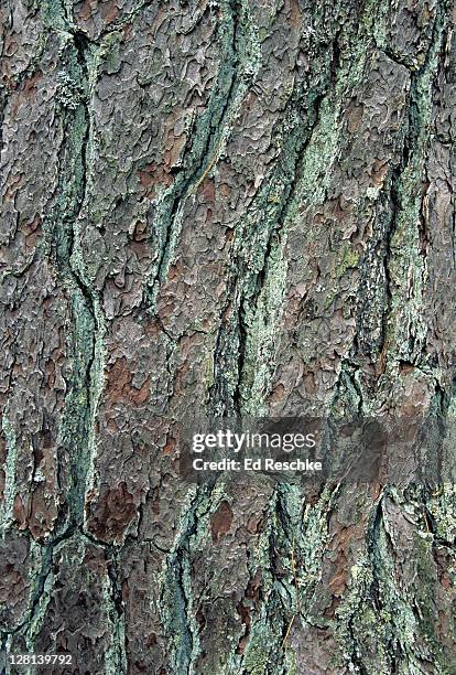 closeup of bark of old growth vrigin eastern white pine, pinus strobus, estivant pines nature sanctuary, michigan, usa (si) - pinus strobus stock pictures, royalty-free photos & images