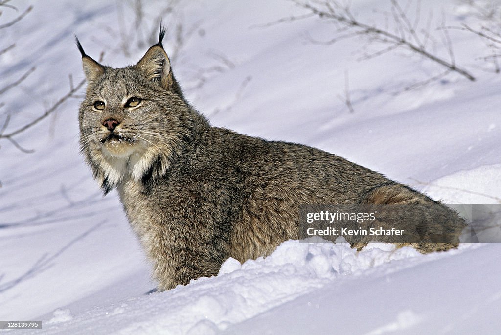 Lynx, Felis lynx, in snow, northern Montana, USA (SI)