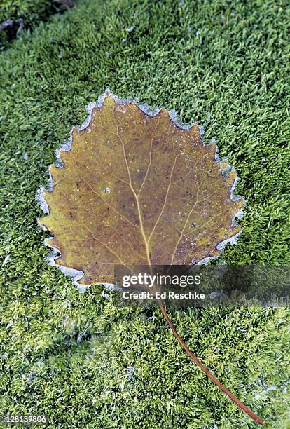 frost on fallen bigtooth (aka largetooth) aspen leaf, populus grandidentata, in autumn, michigan, usa (si) - populus grandidentata stock pictures, royalty-free photos & images