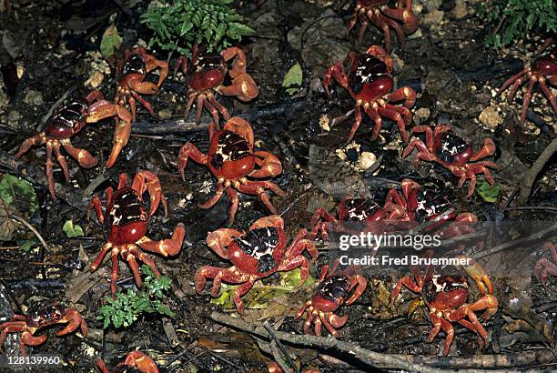 christmas island red crabs, gecarcoidea natalis, leaving their burrows during rainy season and head out to sea to spawn, christmas island - red sea rain stock pictures, royalty-free photos & images